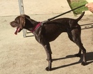 Small Photo #3 German Shorthaired Pointer Puppy For Sale in SUN VALLEY, CA, USA