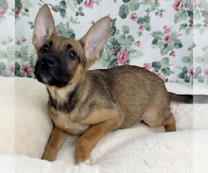 Mutt Dogs for adoption in Wetumpka, AL, USA