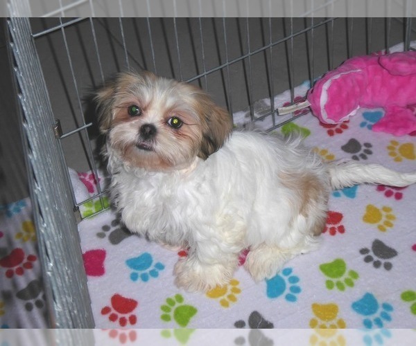 Medium Photo #11 Shih Tzu Puppy For Sale in ORO VALLEY, AZ, USA