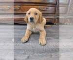 Small #8 Golden Retriever