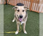 ACE - Male Labrador Retriever-Unknown Mix Dog for Adoption - Small photo