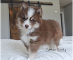 Small #3 Pomsky