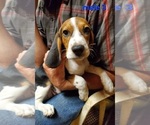 Small Photo #1 Beagle Puppy For Sale in LINCOLN, TX, USA
