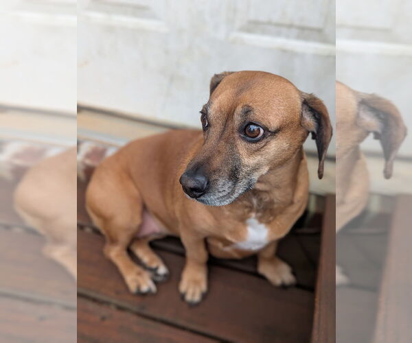 Medium Photo #2 Dachshund-Unknown Mix Puppy For Sale in Mooresville, NC, USA