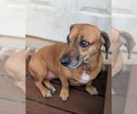 Small #1 Dachshund Mix