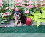 Small Photo #1 Yorkshire Terrier Puppy For Sale in ARLINGTON, TX, USA
