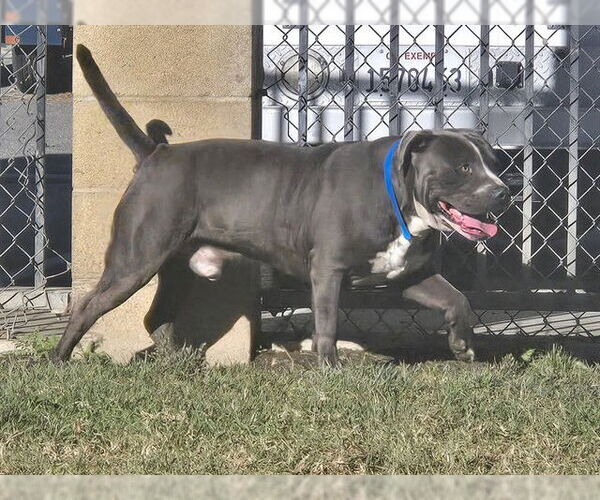 Medium Photo #1 Mutt Puppy For Sale in Riverside, CA, USA