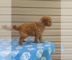 Puppy Edgar Cockapoo-Poodle (Miniature) Mix
