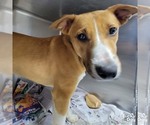 Small Beagle Mix