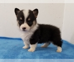 Small #4 Pembroke Welsh Corgi