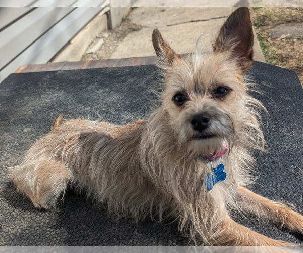 Medium Photo #1 Mutt Puppy For Sale in Plainfield, IL, USA