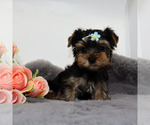 Small #3 Yorkshire Terrier