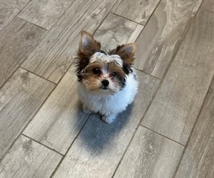 Yorkshire Terrier Puppy for sale in SAINT PETERSBURG, FL, USA