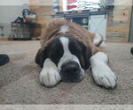 Small #6 Saint Bernard