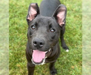 Labrador Retriever-Unknown Mix Dogs for adoption in Canton, CT, USA