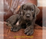 Small Photo #14 Cane Corso Puppy For Sale in LA PLATA, MD, USA