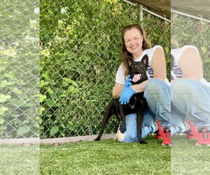 Mutt Dogs for adoption in Rowlett, TX, USA