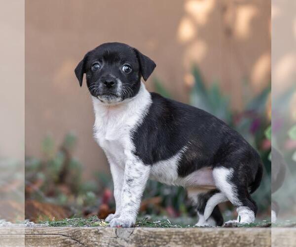 Medium Photo #4 Jack Russell Terrier-Unknown Mix Puppy For Sale in San Diego, CA, USA