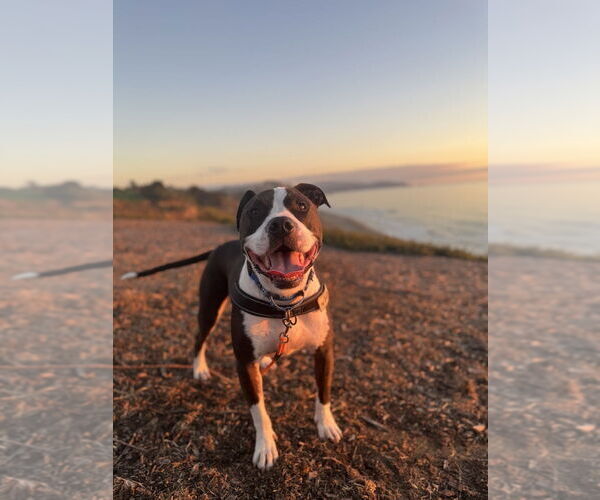 Medium Photo #8 American Pit Bull Terrier-American Staffordshire Terrier Mix Puppy For Sale in Pacifica, CA, USA