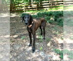 Small #5 Great Dane