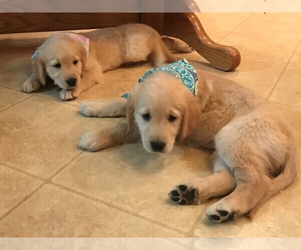 Medium Photo #27 Golden Retriever Puppy For Sale in WEBSTER CITY, IA, USA