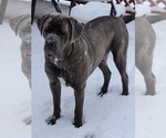 Small Photo #1 Cane Corso Puppy For Sale in FALMOUTH, VA, USA