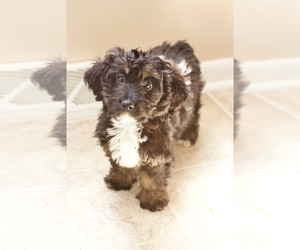 Miniature Bernedoodle Puppy for Sale in MILWAUKEE, Wisconsin USA