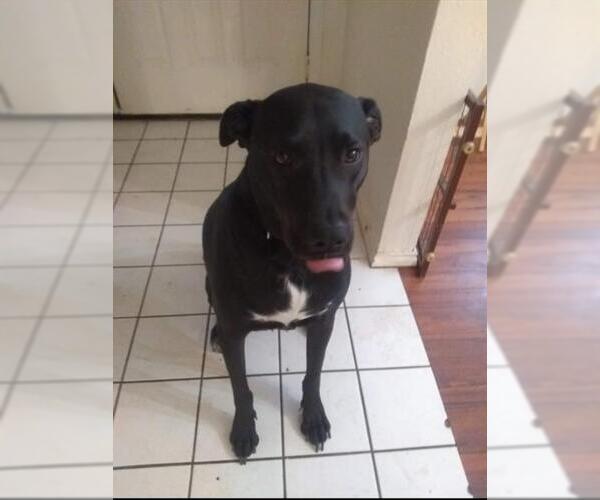 Medium Photo #1 Labrador Retriever-Unknown Mix Puppy For Sale in San Antonio, TX, USA