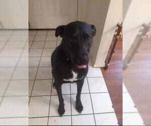 Labrador Retriever-Unknown Mix Dogs for adoption in San Antonio, TX, USA