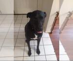 Small Labrador Retriever Mix