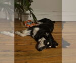 Small #3 Huskies -Retriever  Mix