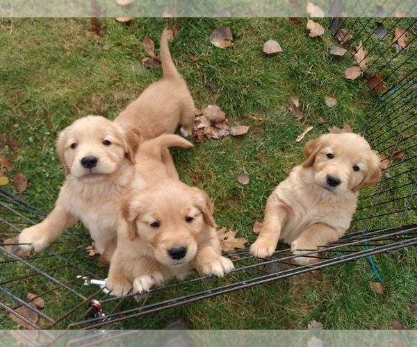 Medium Photo #3 Golden Retriever Puppy For Sale in GOSHEN, NH, USA