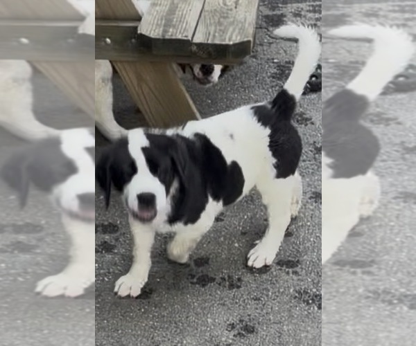 Medium Photo #10 Cane Corso-Saint Bernard Mix Puppy For Sale in WORCESTER, MA, USA