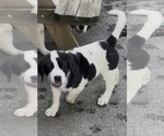 Small #9 Cane Corso-Saint Bernard Mix
