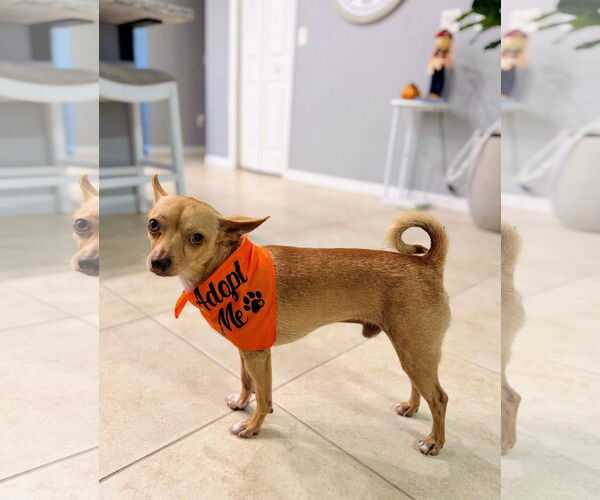 Medium Photo #2 Chihuahua Puppy For Sale in Valrico, FL, USA