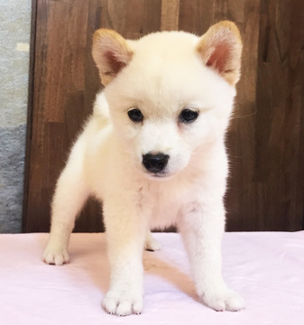 Medium Photo #10 Shiba Inu Puppy For Sale in SAN FRANCISCO, CA, USA