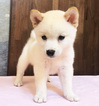 Small Photo #10 Shiba Inu Puppy For Sale in SAN FRANCISCO, CA, USA