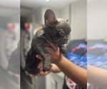 Small Photo #6 French Bulldog Puppy For Sale in SPRING HILL, FL, USA