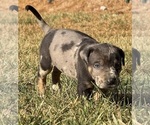 Small Photo #28 Catahoula Leopard Dog Puppy For Sale in BUSHNELL, IL, USA