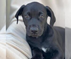 Mutt Dogs for adoption in San Diego, CA, USA