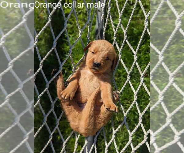 Medium Photo #2 Golden Retriever Puppy For Sale in RAEFORD, NC, USA