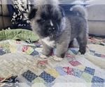 Small Photo #6 Akita Puppy For Sale in CROSWELL, MI, USA