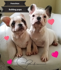 Faux Frenchbo Bulldog Puppy for sale in CHARLOTTE, NC, USA