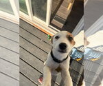Small #4 Collie Mix