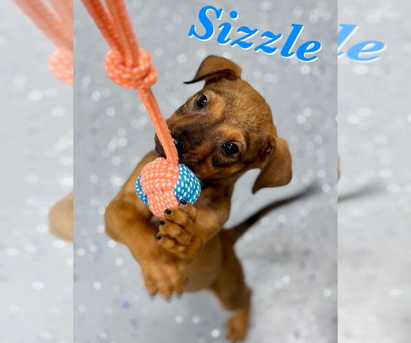 Medium Photo #2 American Pit Bull Terrier-Labrador Retriever Mix Puppy For Sale in Lakewood, CO, USA