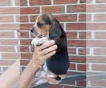 Small #10 Beagle