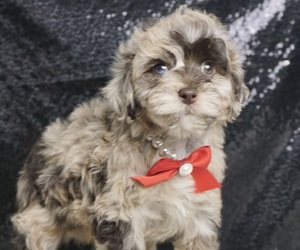 Schnoodle (Miniature) Puppy for Sale in WARSAW, Indiana USA