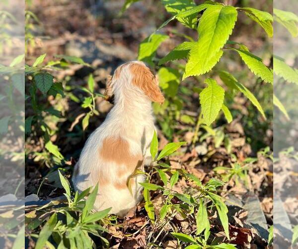 Medium Photo #1 Brittany Puppy For Sale in BERKSHIRE, NY, USA