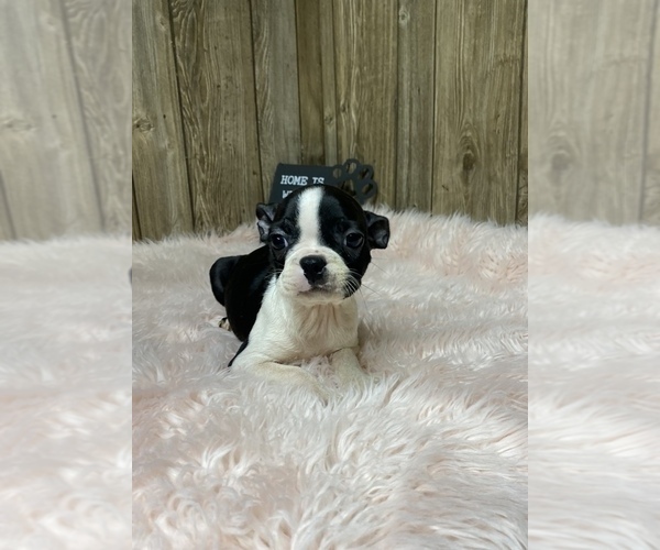 Medium Photo #4 Boston Terrier Puppy For Sale in MYRTLE, MO, USA