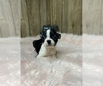 Small Photo #4 Boston Terrier Puppy For Sale in MYRTLE, MO, USA